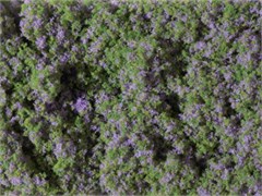 76931 Луг с фиолетовыми цветами (мат 90х150мм) Флок 